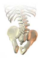 Frontal Pelvic Angle (Obliquity)