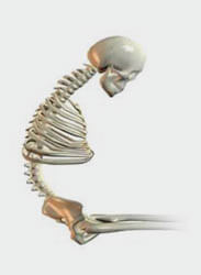 Posterior pelvic tilt with kyphosis skeletal diagram